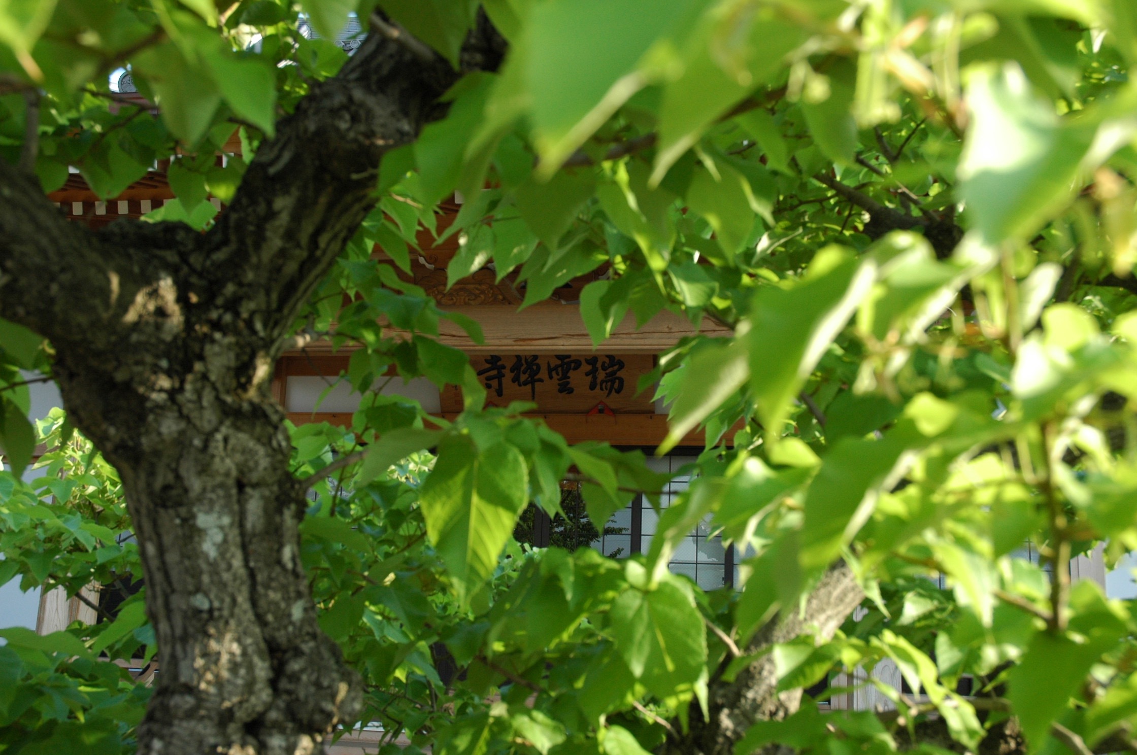 菩提樹
